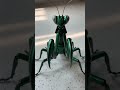 What will future toys look like? #transformers #future #toys #insect #insecticons #AI