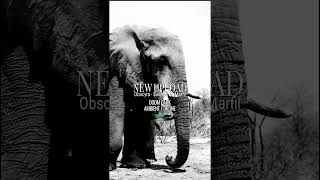 Elephant Dark Ambient? Click below &amp; let's find out! #doom #darkambient #dronemusic