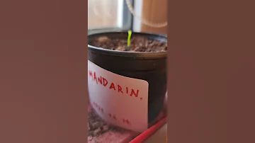 How to Grow Tangerine from the Seed SHORT VIDEO WITH EXAMPLE (PART 1)