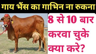 I've had cows and buffaloes stop getting pregnant 8 to 10 times. Stopping a cow from getting preg... screenshot 2