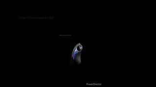 Download Lagu Other Profusions of Suns - full album MP3