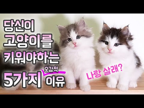 고양이를 키워야하는 5가지 오감만족 할 이유 #고양이키우기 #고양이를키우는이유