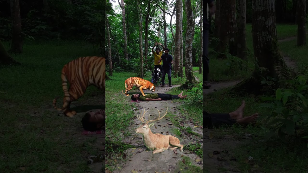tiger attacks 