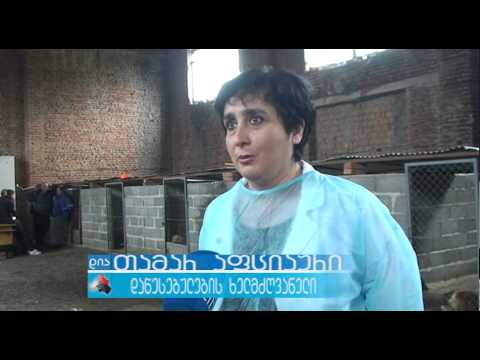 უპატრონო ძაღლებს სტერელიზაცია ჩაუტარდებათ