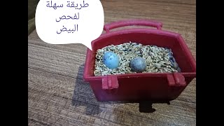 طريقة فحص بيض الكناري هل هو مخصب أم لا/وكيف نضع البيض في معلف البذور أثناء وضع البيض البلاستيكي