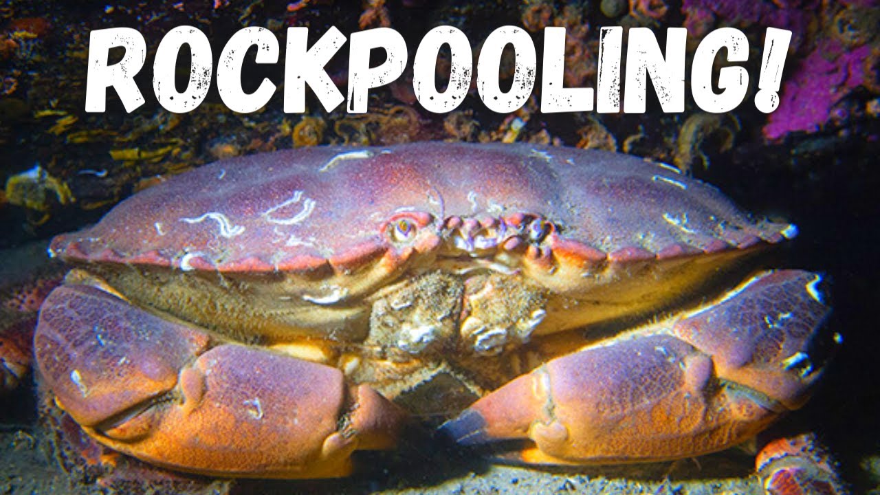 ROCKPOOLING For Crabs, Fish and RARE Sea Creatures in Tidal Pools