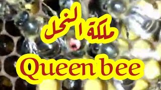 ملكة النحل التلياني في الجزائر Qeen bee #shorts