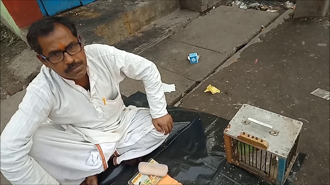 talking parrot cost See How Parrot Dayaram Does Fortune Telling