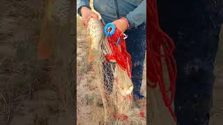 #fishing #рыбалканаозере #сазаннакаждомзабросе #рыбалка #балык #fish #рыбалка