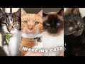 LIFE WITH 4 CATS 🐈 meet my fur babies!