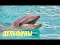 Интересные факты о дельфинах.