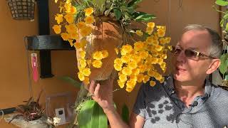 How I Care For My Dendrobium Lindleyi Syn. Aggregatum