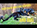 Panther Luna and Rottweiler Venza bask in the enclosure /leopard sees butterflies for the first time