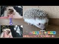 【ハリネズミ】お散歩もいいけどやっぱりお部屋が一番!