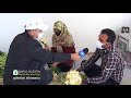 برداشت از بزرگترین مزرعه یکپارچه گل نرگس کشور برداشت از بزرگترین مزرعه یکپارچه گل نرگس کشور