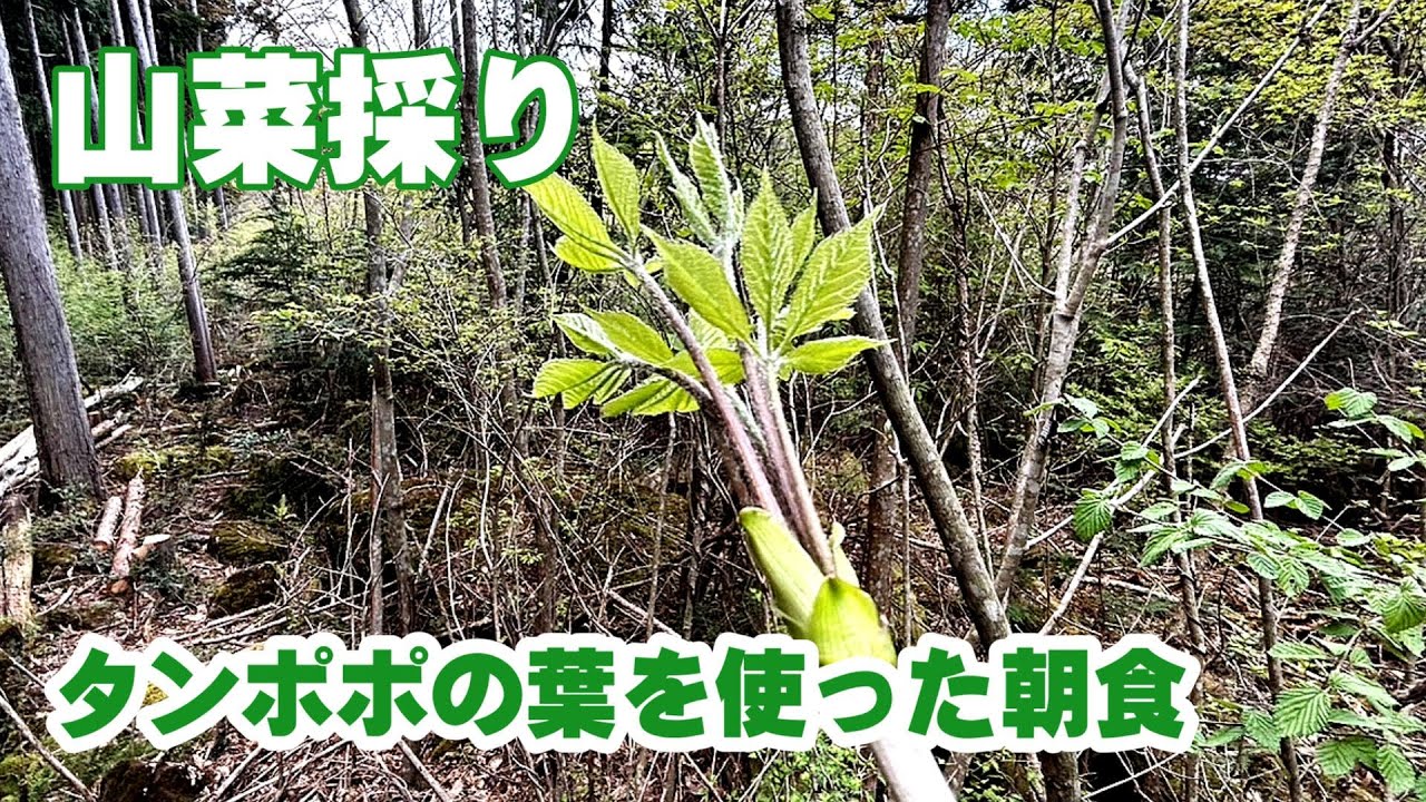 【山菜採り】山菜採りとタンポポの葉を使った朝食