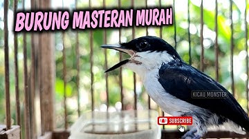 Burung jinjing batu gacor