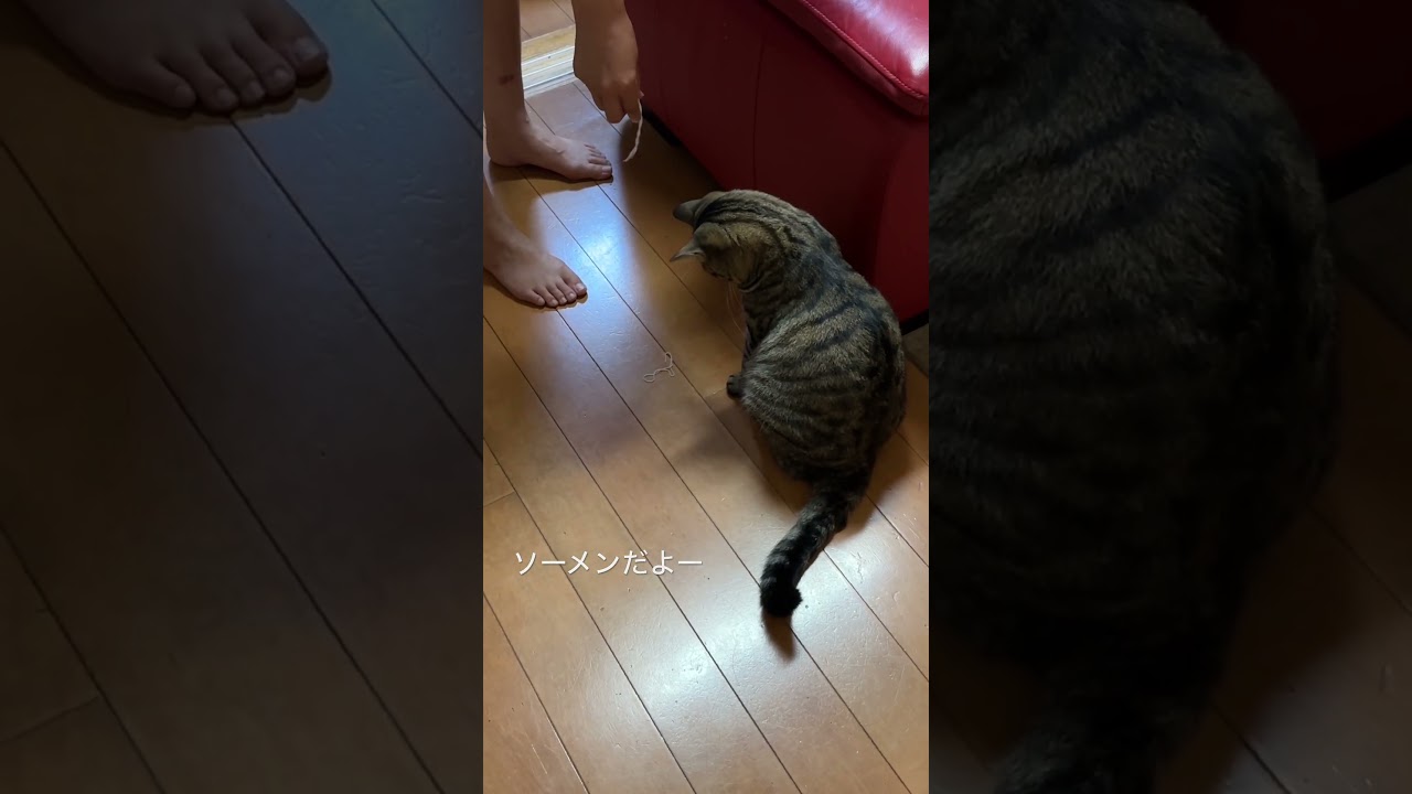残ったソーメンを振りかざして、遊ばせようとする主と、なんか違うなぁと思っているトラジ #猫 #三毛猫 #キジトラ