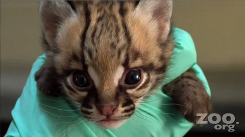Cute Baby Ocelot Kittens