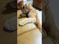 Tabby Tiger Cub рџђЇ Rajulion Tigers Tiger Faiziwildlifefarm Tabby Tiger Cub рџђЇ Rajulion Tigers Tiger Faiziwildlifefarm