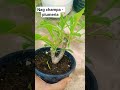 Nag Champa Propagation in Summer | Easy Champa Cutting Method | #shorts #gardening #nagchampa