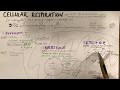Cellular Respiration Quiz