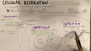 Cellular Respiration Sketch Notes for AP Bio - Simple