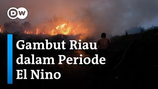Bagaimana Riau Menangkal Api Gambut di Tahun El Nino | EcoFrontlines
