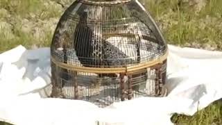 Taro Awaz Kala Tetar Black Francolin Calling