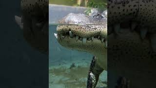 This may be the most astonishing video of a sitting alligator showing its hair-raising teeth #shorts