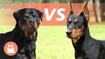 Welche Rassen stecken im Rottweiler?