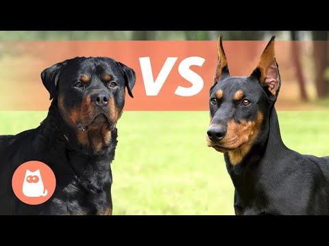 Video: Arten von Hunden, die wie kleine Dobermann-Pinscher aussehen