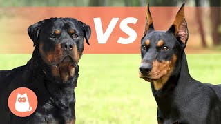 Rottweiler vs Dobermann Pinscher 🐶 Welche Rasse passt am besten zu dir?