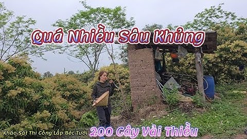 KHẢO SÁT VƯỜN 200 CÂY VẢI THIỀU LỤC NGẠN CHUẨN BỊ LĂP BÉC TƯỚI