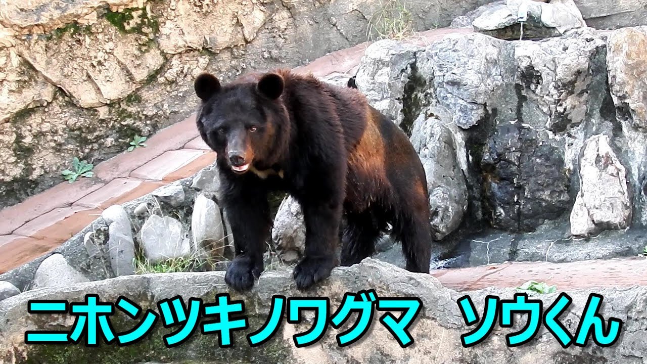 ツキノワグマ　25g maxresdefault.jpg
