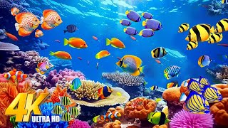 Ocean 4K - Beautiful Coral Reef Fish in Aquarium - Gentle Music, Stop Overthinking, Heal The Mind
