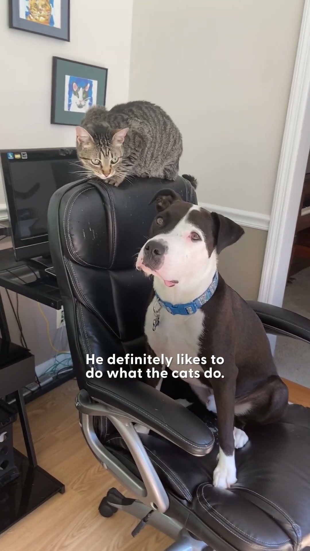 Rescue Pittie Thinks He's A Cat | The Dodo