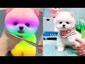Tik Tok Chó Phốc Sóc Mini 😍 Funny and Cute Pomeranian312自拍