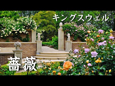 薔薇 キングスウェル 2025 甲斐市 | Kingswell Rose | 花スポット