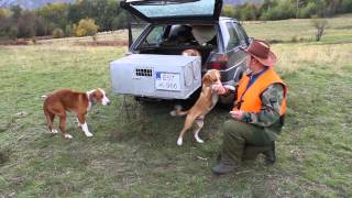 Lovac I Njegovi Psi...