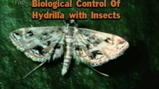 Aquatic Plant Management: Biological Controls (Hydrilla)