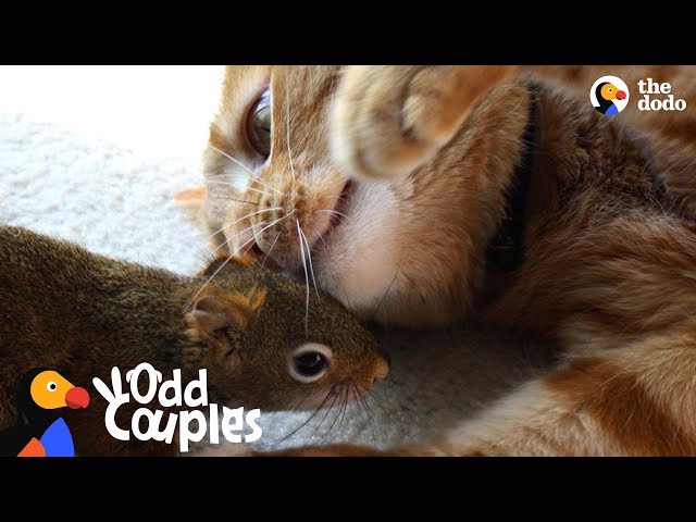 Cat Is SO Gentle With His Squirrel Brother | The Dodo Odd Couples