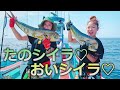 【シイラ】シイラ釣って楽シイラに美味シイラ！！【キャスティング】