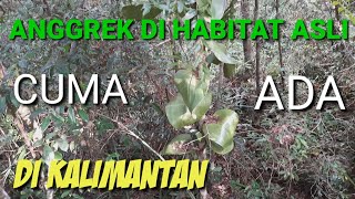 Anggrek Dihabitat Asli |Tak Disangka Anggrek Spesies Kalimantan Yang langka