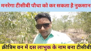 Tcb के कारण पौधा को नुकसान पहुच सकता है