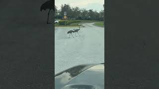 Driver Stops to Allow Birds to Cross Street