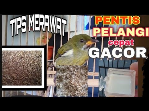 TIPS MERAWAT BURUNG PENTIS PELANGI AGAR CEPAT GACOR