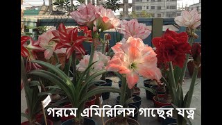 Amaryllis Plant Care in Summer। Do & Don't.