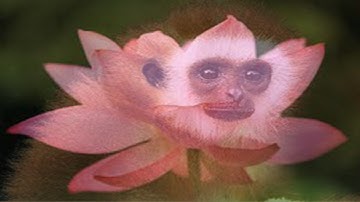 How to create Fade in and Fade out Animation in Photoshop ( with Esubs )