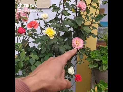 Video: Deadheading Roses: Daha çox Çiçəkləmə üçün Ölü Gülləri Necə Aparmaq olar